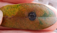 Trabutia quercina