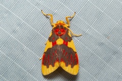 Barsine rubricostata