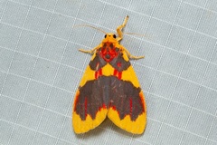 Barsine rubricostata