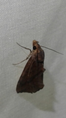 Plusiodonta arctipennis