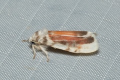 Nephelomilta chalcedona