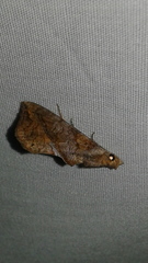 Plusiodonta arctipennis