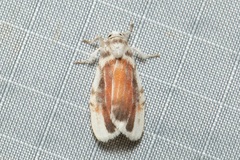 Nephelomilta chalcedona
