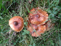 Cortinarius hinnuleus
