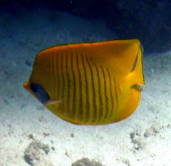 Chaetodon semilarvatus