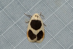 Garudinia biplagiata