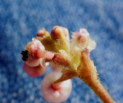 Arctostaphylos canescens sonomensis