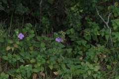 Barleria obtusa