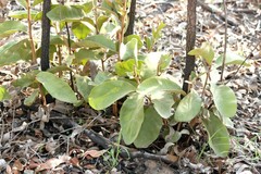 Terminalia aridicola