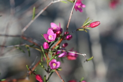 Boronia nematophylla
