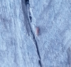 Stegobium