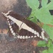 False Giant Swallowtail - Photo (c) Miguel Diaz Anaya, some rights reserved (CC BY-NC), uploaded by Miguel Diaz Anaya