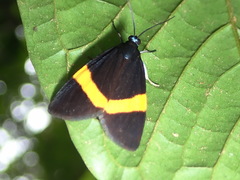 Aclytia