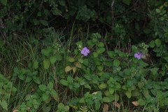 Barleria obtusa