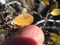 Pseudoziziphus parryi