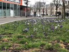 Crocus vernus