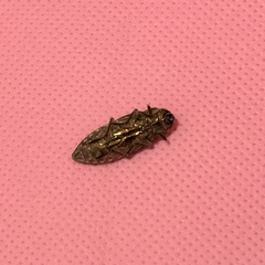 Chalcophora georgiana