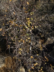 Pseudoziziphus parryi