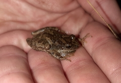 Pseudacris brachyphona