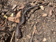 Plethodon jacksoni