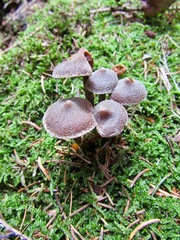 Cortinarius flexipes