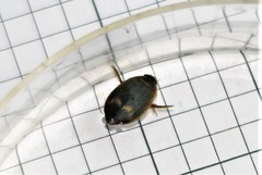 Acilius abbreviatus