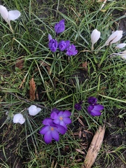 Crocus vernus