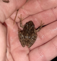 Pseudacris brachyphona