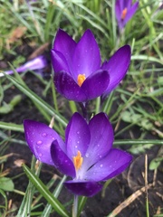 Crocus vernus