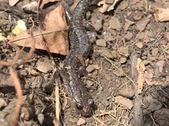 Plethodon jacksoni