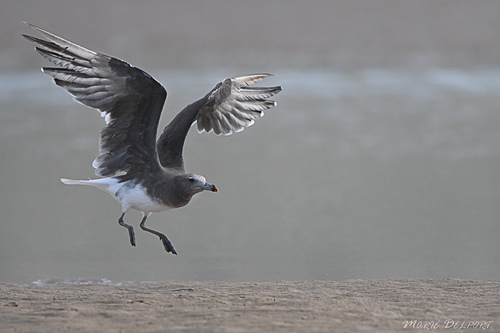 Sooty Gull｜烟鸥 参考照片