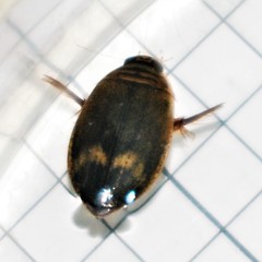 Acilius abbreviatus
