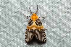 Indiania eccentropis