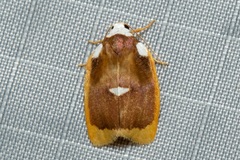 Lobobasis niveimaculata