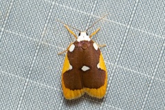 Lobobasis niveimaculata