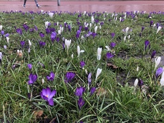 Crocus vernus