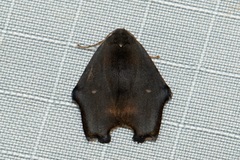 Macaduma borneana