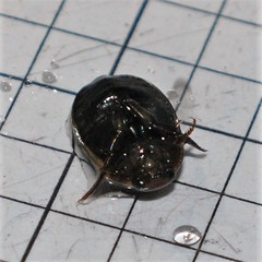 Acilius abbreviatus