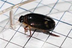 Acilius abbreviatus