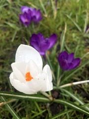 Crocus vernus