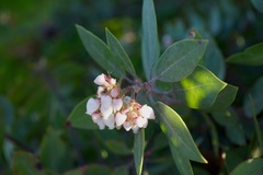 Arctostaphylos canescens sonomensis