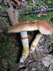 Cortinarius vulpinus