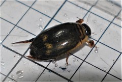Acilius abbreviatus