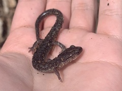 Plethodon jacksoni