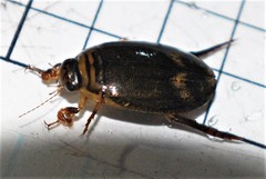 Acilius abbreviatus