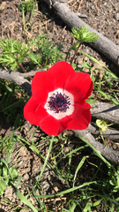 Anemone coronaria