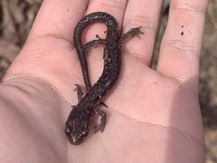 Plethodon jacksoni