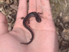 Plethodon jacksoni