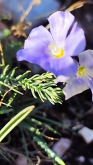 Linum squamulosum