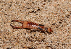 Labidura truncata